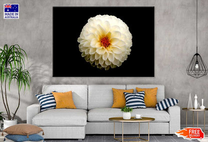 White Dahlia Flower on Dark View Photograph Print 100% Australian Made