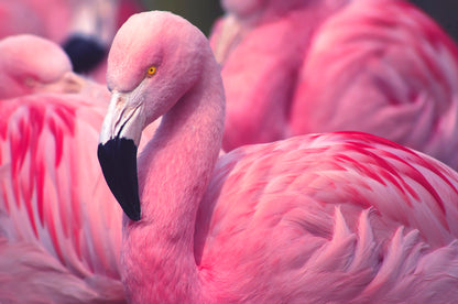 Pink Chilean Flamingo Photograph Print 100% Australian Made