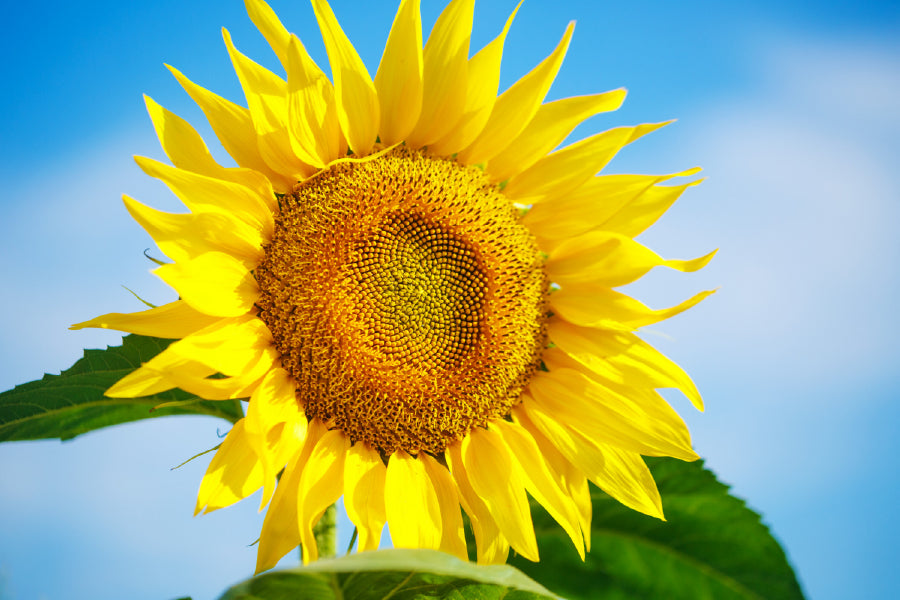 Sunflower & Blue Sky Closeup View Photograph Home Decor Premium Quality Poster Print Choose Your Sizes