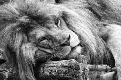 Laying Lion B&W View Photograph Print 100% Australian Made