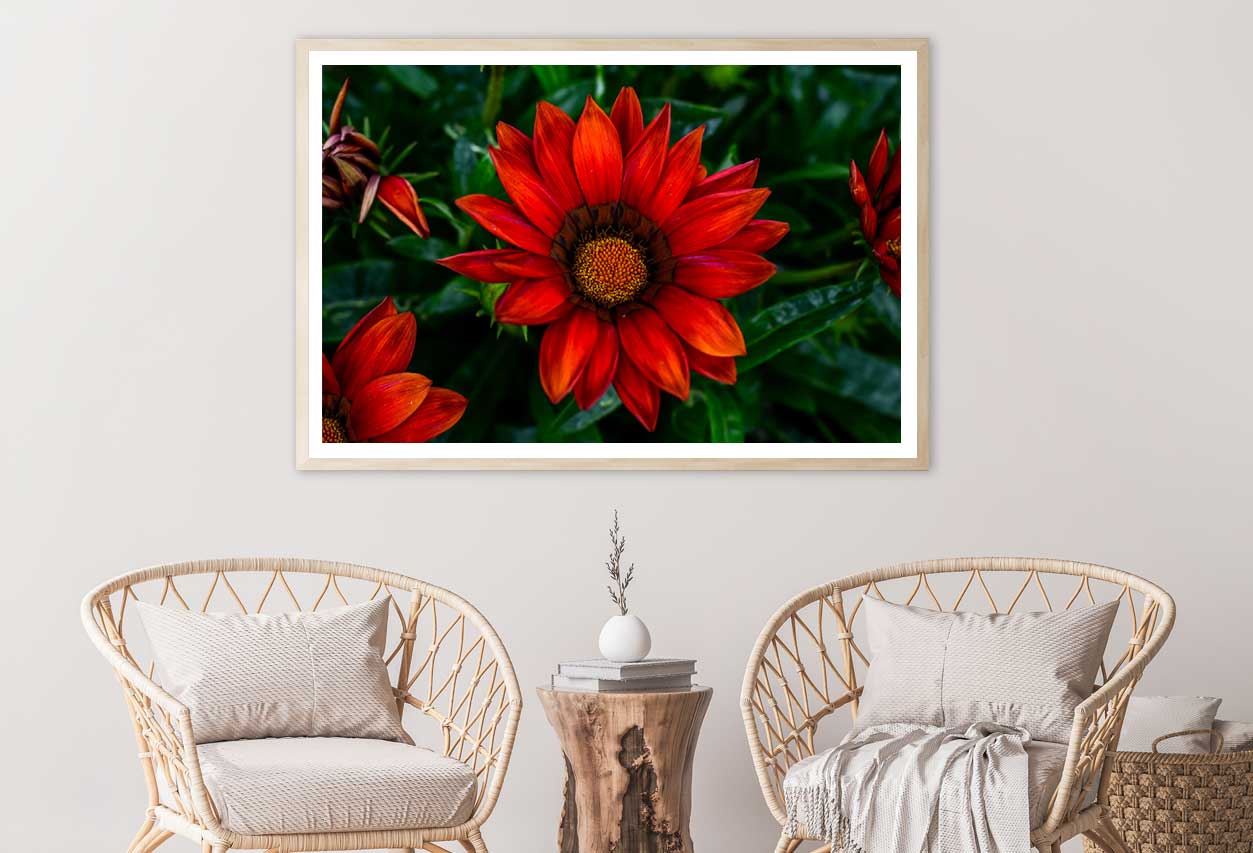 Red Daisy Flower Closeup View Photograph Home Decor Premium Quality Poster Print Choose Your Sizes