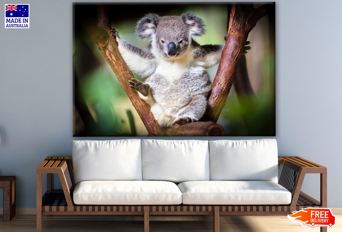 Koala Bear on a Tree Photograph Print 100% Australian Made