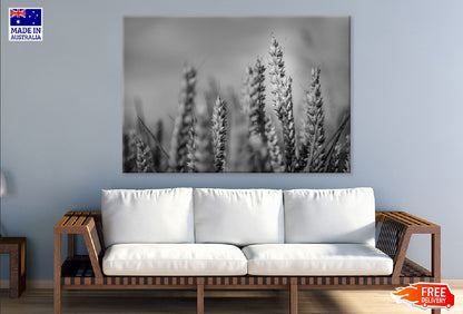 Wheat Plant Closeup B&W View Photograph Print 100% Australian Made