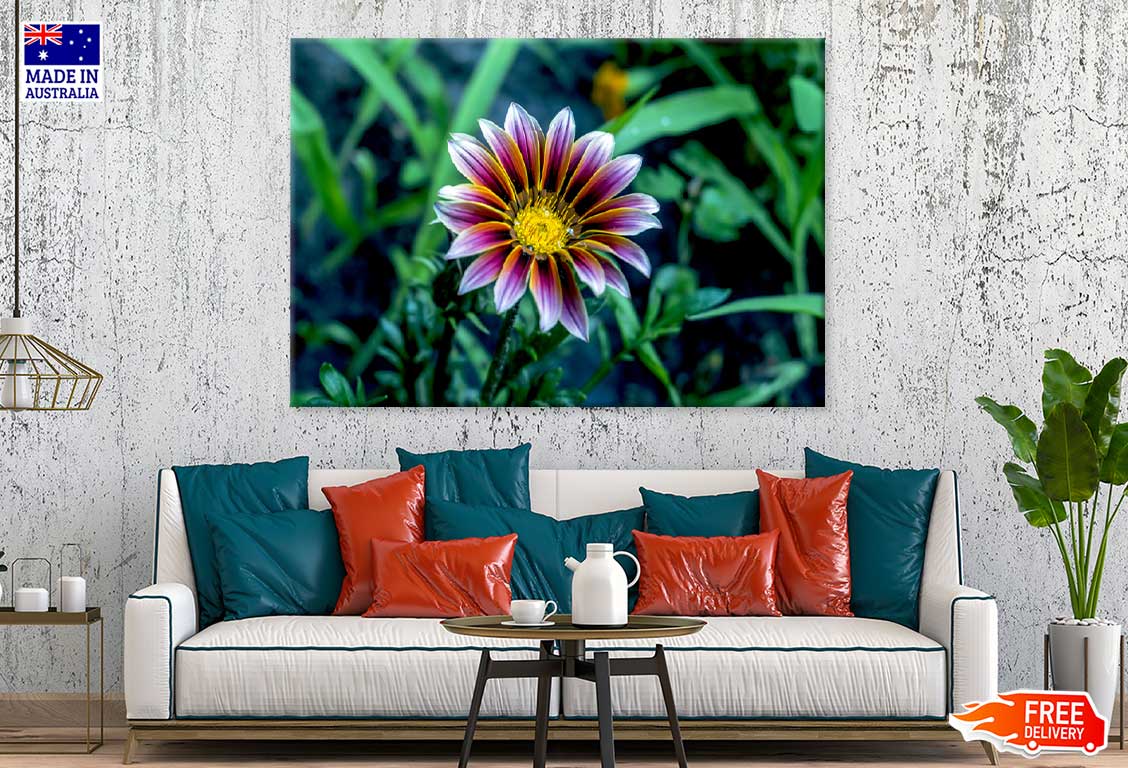 Osteospermum Flower Closeup View Photograph Print 100% Australian Made