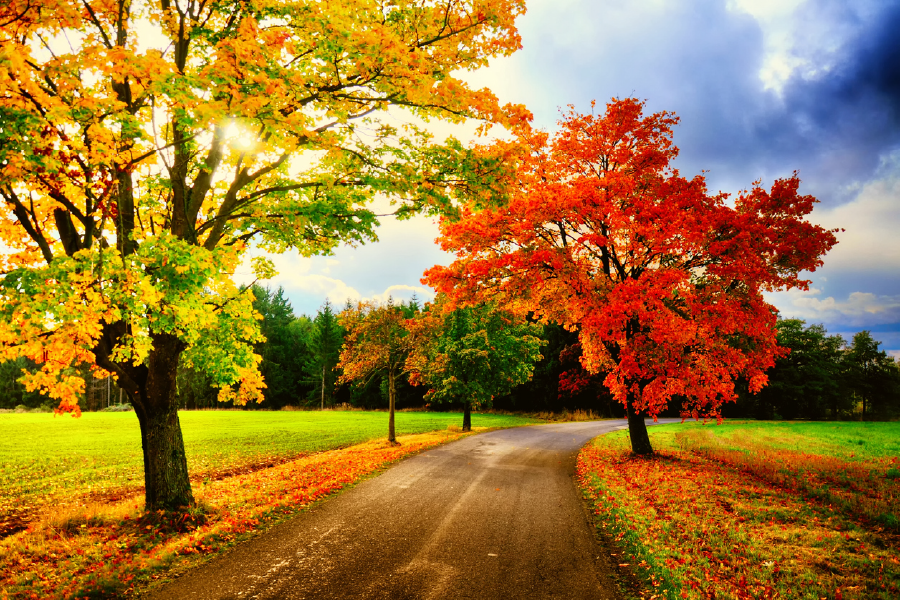 Autumn Trees & Road Photograph Print 100% Australian Made