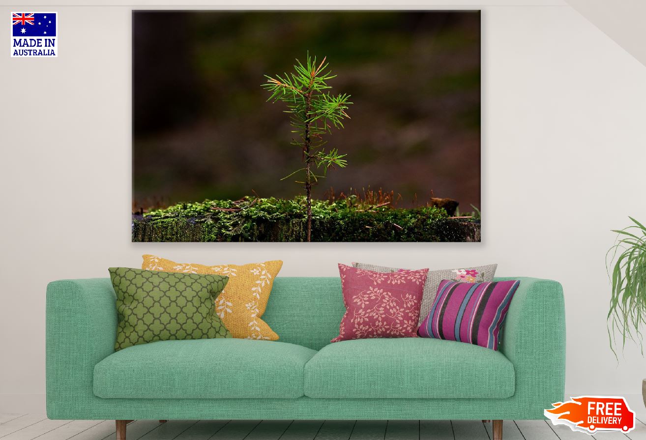 Larch Tree View Photograph Print 100% Australian Made