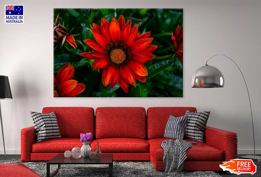 Red Daisy Flower Closeup View Photograph Print 100% Australian Made