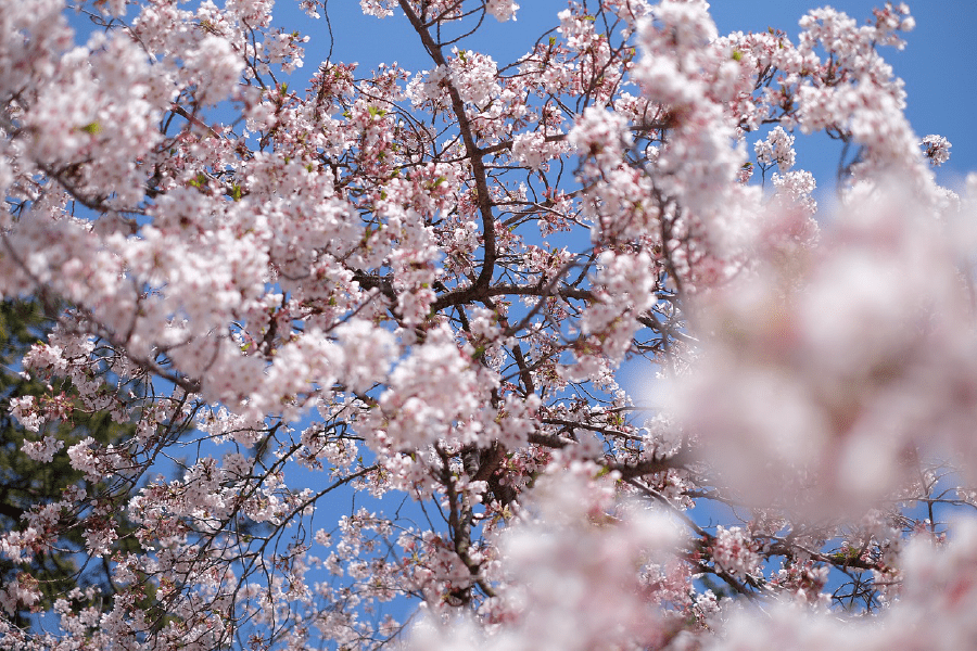 Cherry Blossom Tree Photograph Print 100% Australian Made