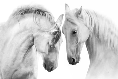 Horse Pair Portrait B&W Closeup Home Decor Premium Quality Poster Print Choose Your Sizes