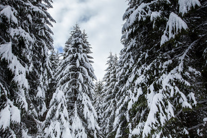 Winter Landscape Snow Forest View Photograph Print 100% Australian Made