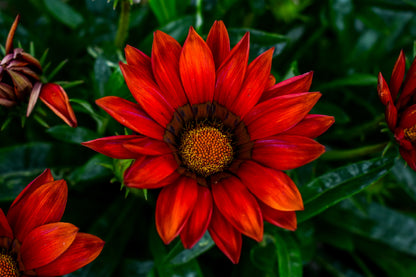 Red Daisy Flower Closeup View Photograph Home Decor Premium Quality Poster Print Choose Your Sizes