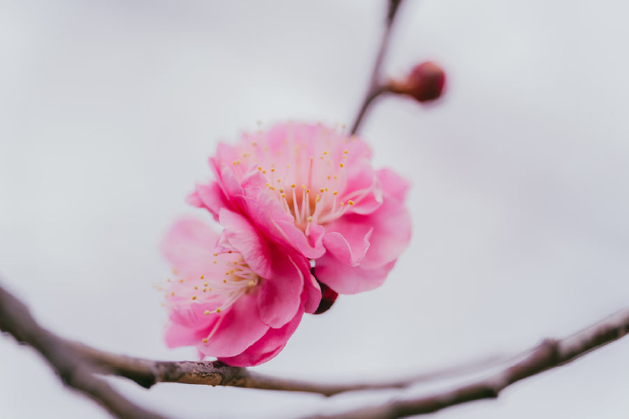 Pink Almond Blossom Flowers View Photograph Print 100% Australian Made