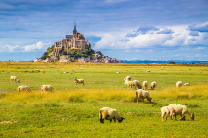 Le Mont Saint-Michel Island with Sheep Phootgraph Print 100% Australian Made