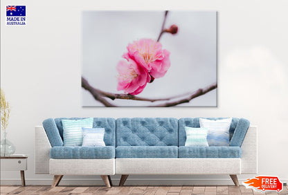 Pink Almond Blossom Flowers View Photograph Print 100% Australian Made