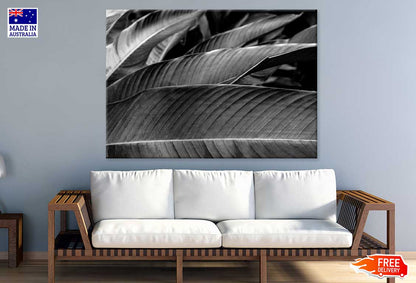 Banana Palm Leaf B&W Photograph Print 100% Australian Made