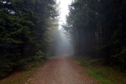 Road in Misty Forest Photograph Print 100% Australian Made