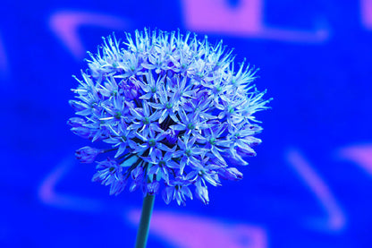 Blue Garlic Flower Closeup View Photograph Print 100% Australian Made