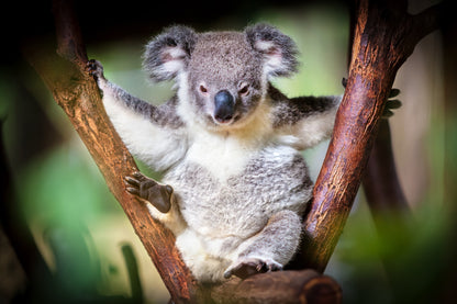 Koala Bear on Tree Photograph Home Decor Premium Quality Poster Print Choose Your Sizes