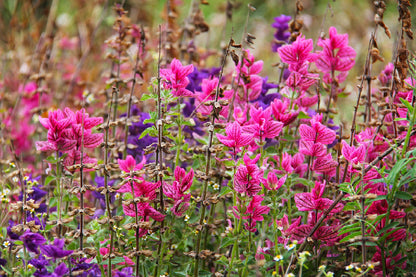 Colorful Flower Plants Field Photograph Print 100% Australian Made