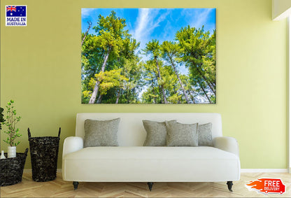 Pine Trees with Under Blue Sky Photograph Print 100% Australian Made