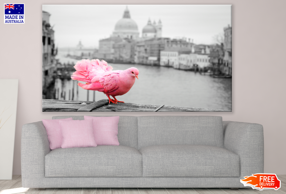 Pink Pigeon On Bridge Railing in Venice Italy B&W Print 100% Australian Made