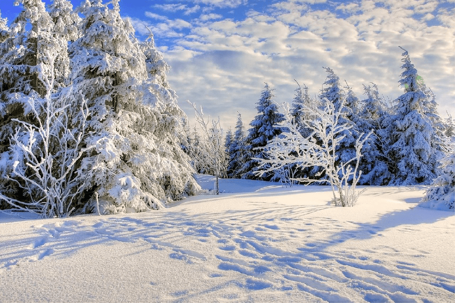 Snow Covered Trees & Blue Sky Photograph Print 100% Australian Made