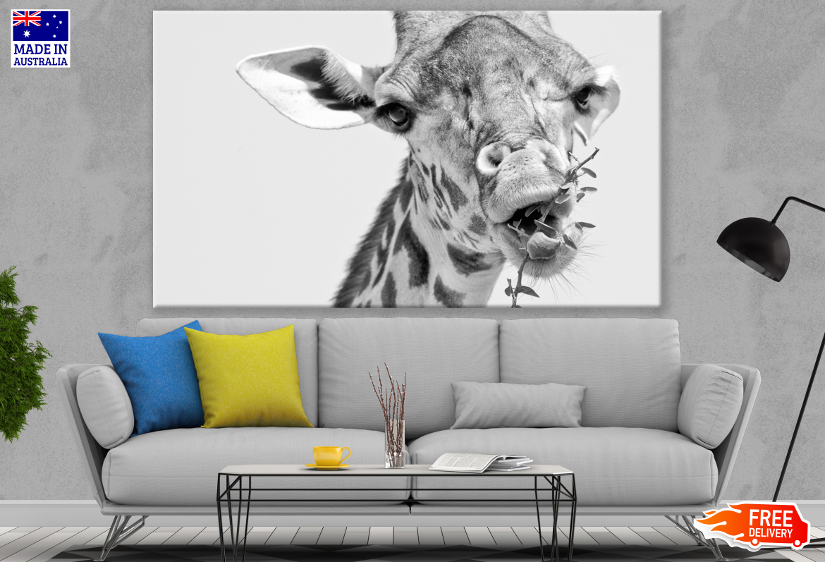 Giraffe Eating Portrait Print 100% Australian Made