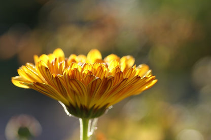 Yelow Marigold Flower Closeup Photograph Print 100% Australian Made