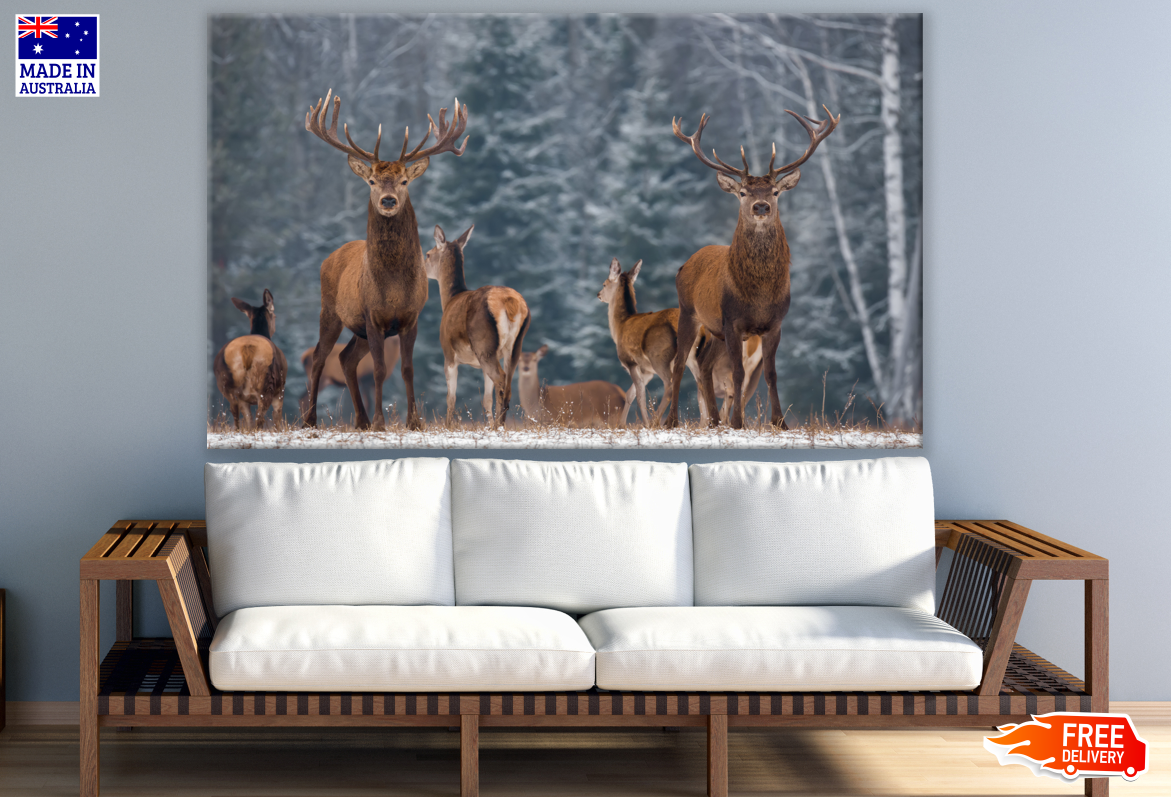 Deer Herd Looking Front Photograph Print 100% Australian Made