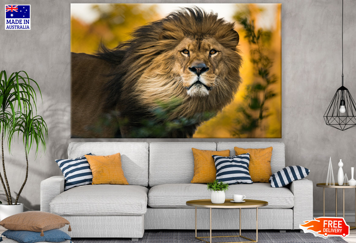 Stunning Lion Portrait Photograph Print 100% Australian Made