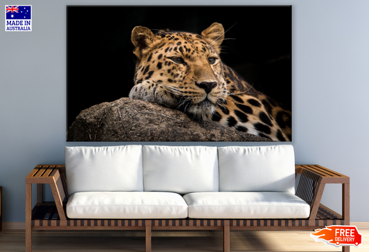 Leopard Portrait Photograph Print 100% Australian Made