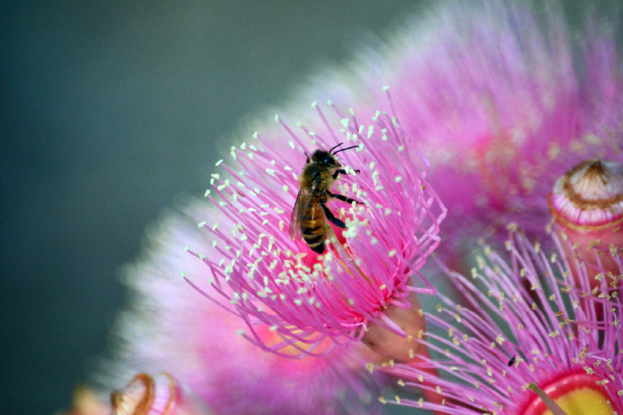 Bee on Pink Gum Flower Photograph Print 100% Australian Made