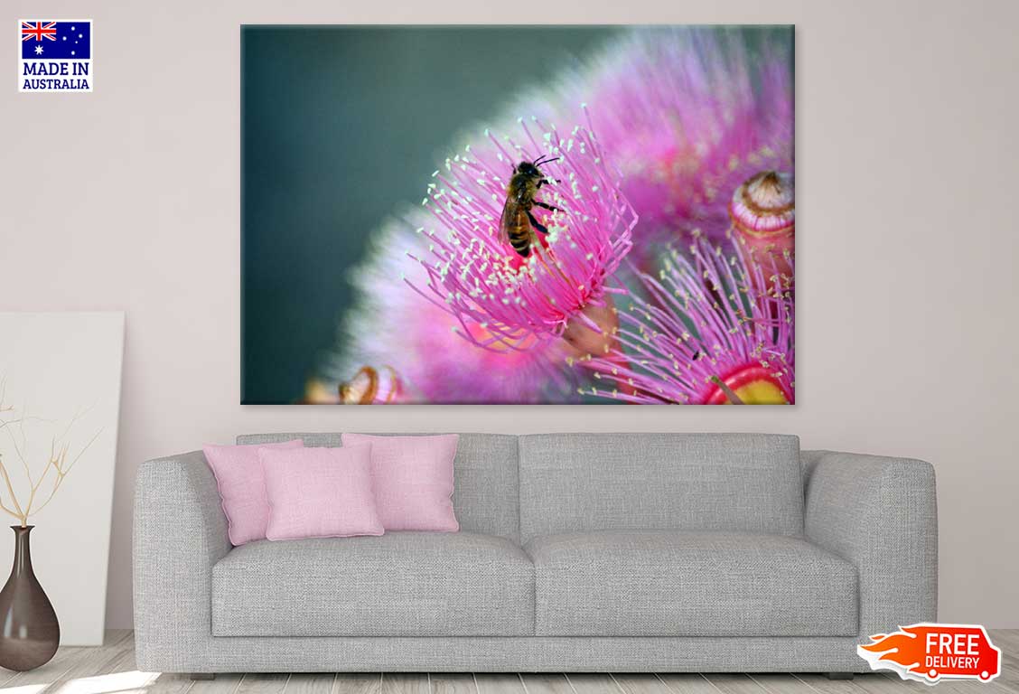 Bee on Pink Gum Flower Photograph Print 100% Australian Made