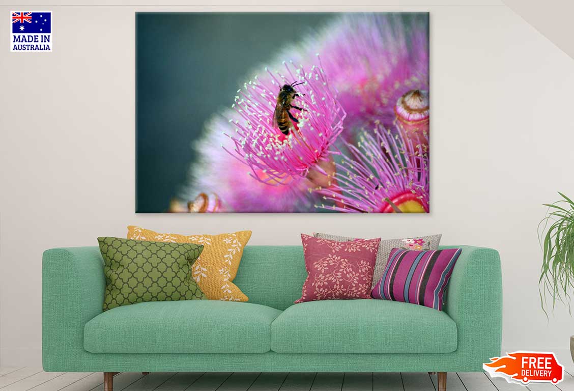 Bee on Pink Gum Flower Photograph Print 100% Australian Made