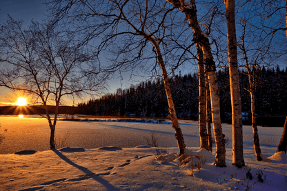 Cold Nature Trees Sunset Photograph Print 100% Australian Made