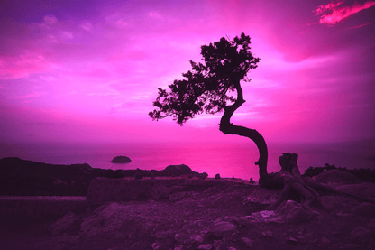 Tree on Mountain & Beach Sunset Photograph Print 100% Australian Made