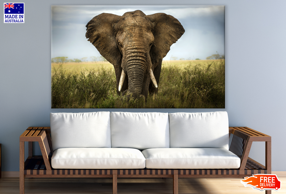 Elephant Walking in a Field Photograph Print 100% Australian Made