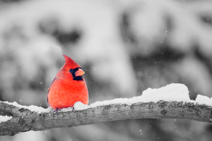 Bella Home Cardinal Bird on Snow Branch Print Canvas Ready to hang