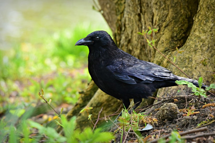 Crow Bird Closeup Photograph Print 100% Australian Made