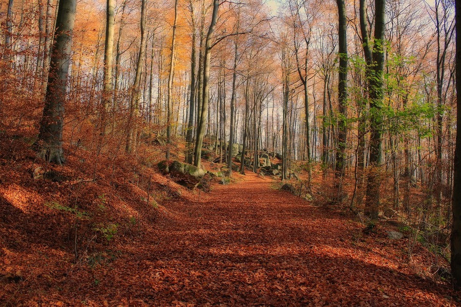 Autumn Forest & Pathway Photograph Print 100% Australian Made