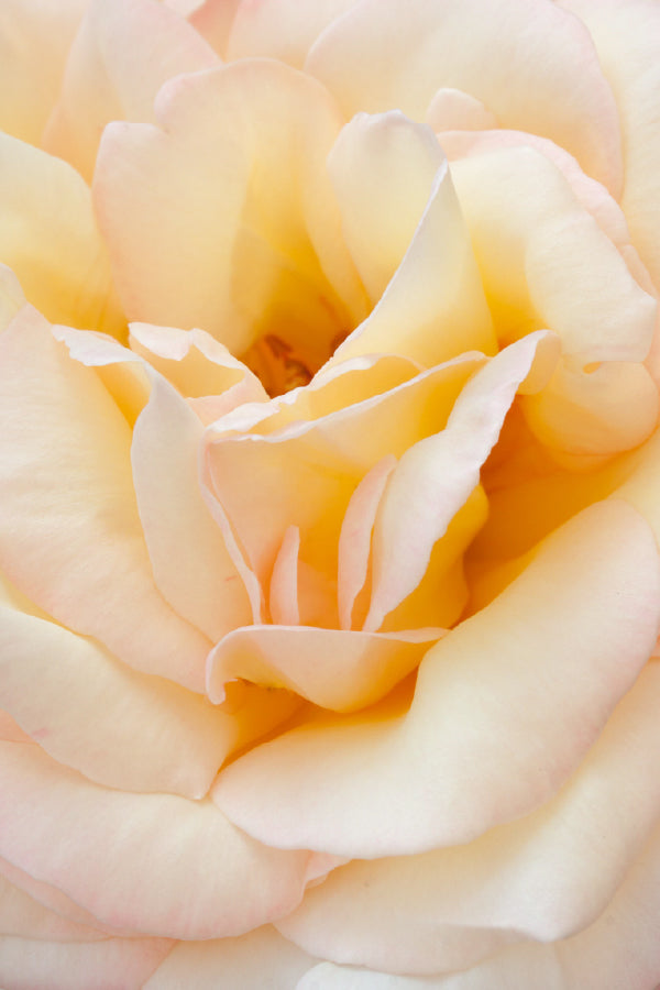 Peach Rose Closeup View Photograph Print 100% Australian Made