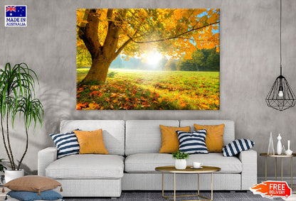 Autumn Tree with Sunshine Scenery Photograph Print 100% Australian Made