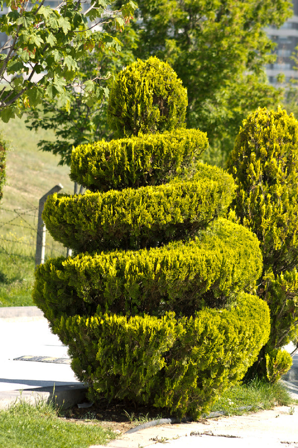 Spiral Cut Plant View Photograph Print 100% Australian Made