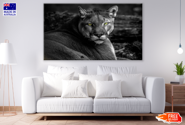 Lioness B&W photograph Print 100% Australian Made