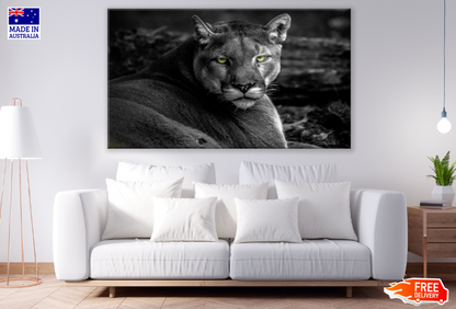 Lioness B&W photograph Print 100% Australian Made