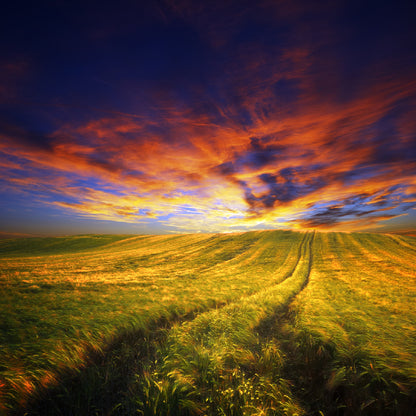 Square Canvas Wheat Field Landscape & Path View Photograph High Quality Print 100% Australian Made