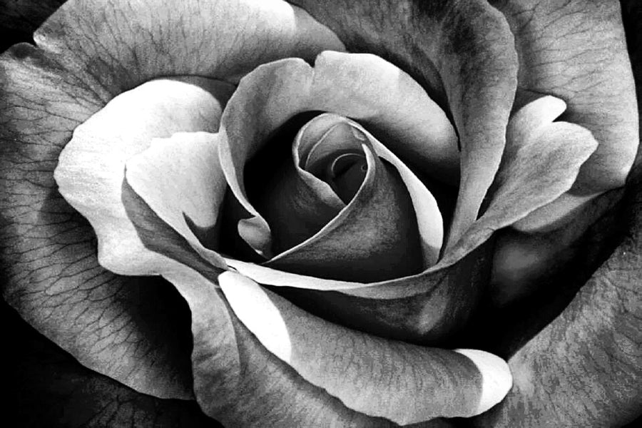 Rose Flower Petals B&W Photograph Print 100% Australian Made