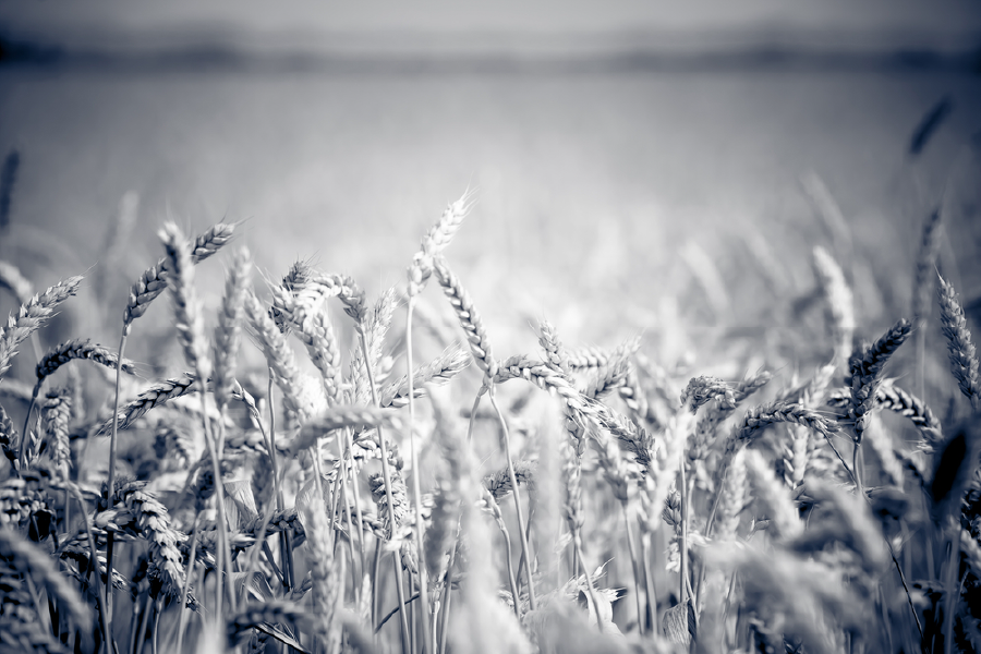 B&W Field Photograph Print 100% Australian Made