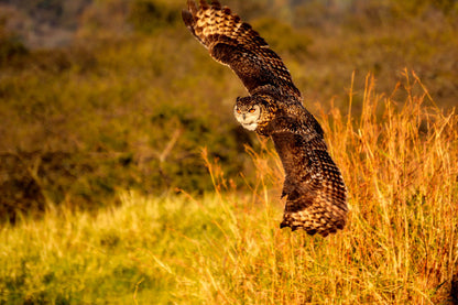 Flying Owl on Field Photograph Print 100% Australian Made