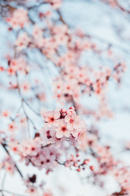 White Pink Blossom Flowers View Photograph Print 100% Australian Made